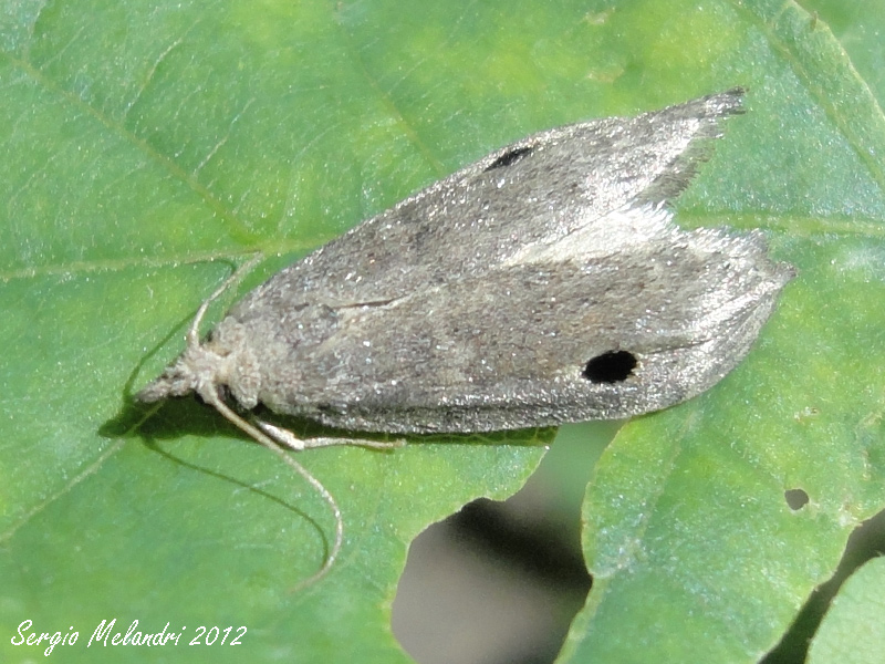 Identificazione - Paralipsa gularis, Pyralidae